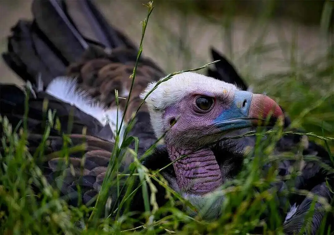 White-headed vulture